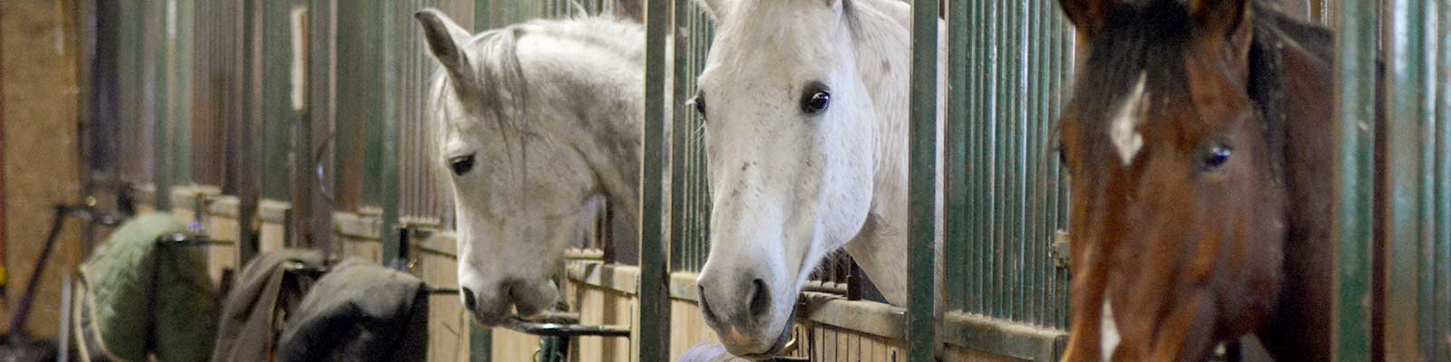 horse boarding